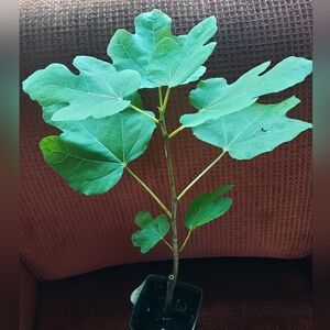 Cold Hardy Fig Tree Unknown Variety